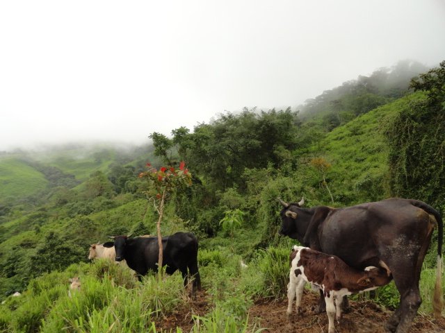 Producción